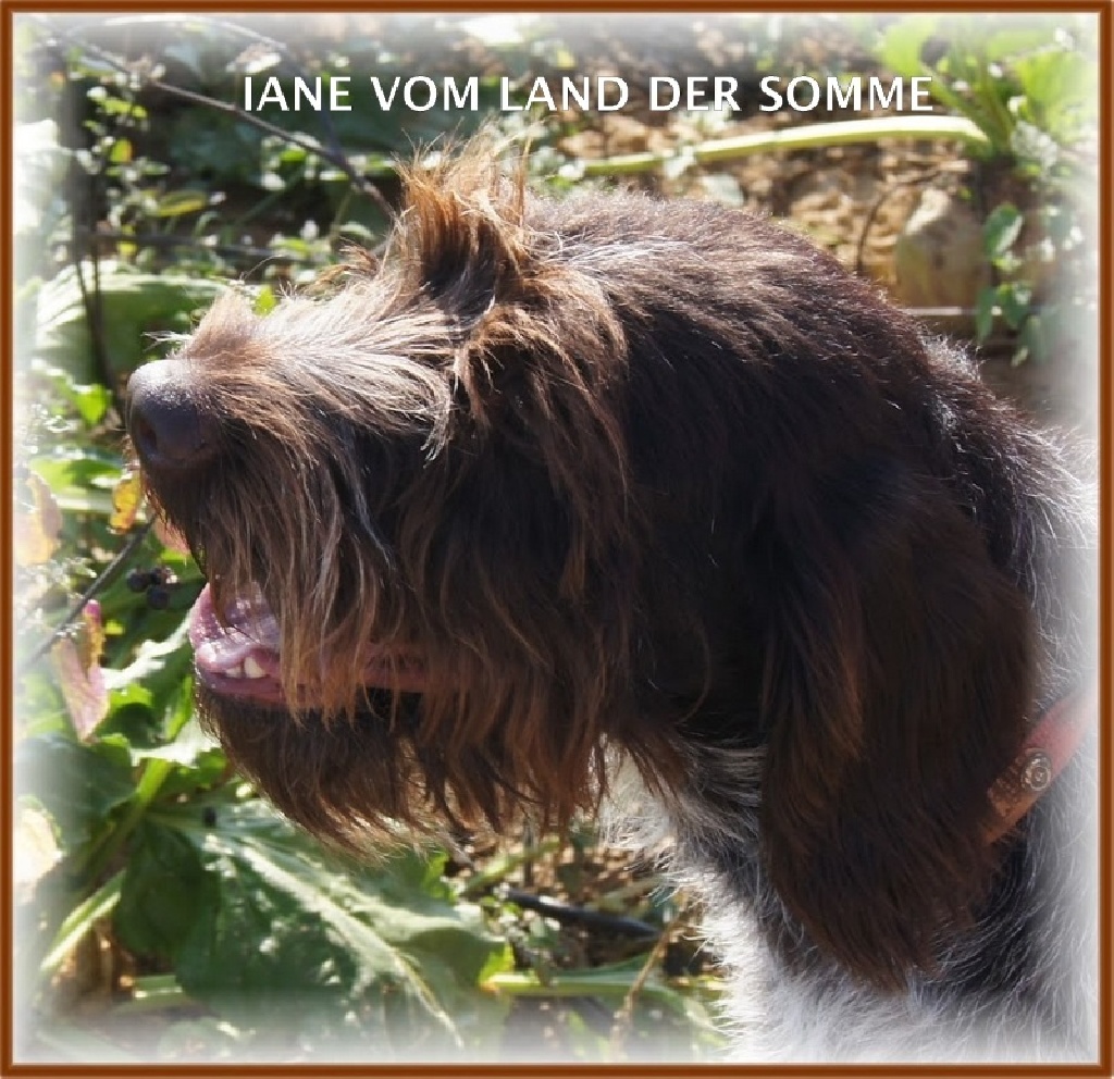 vom land der somme - Exposition Canine Nationale de Lille