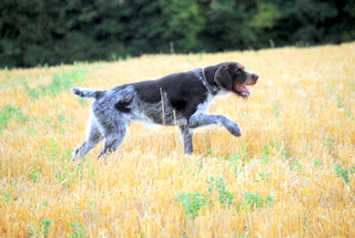 vom land der somme - field trial d'été 