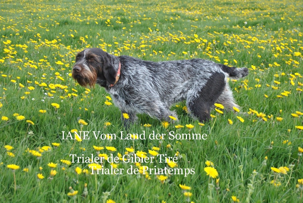 vom land der somme - Field Trial de Printemps 