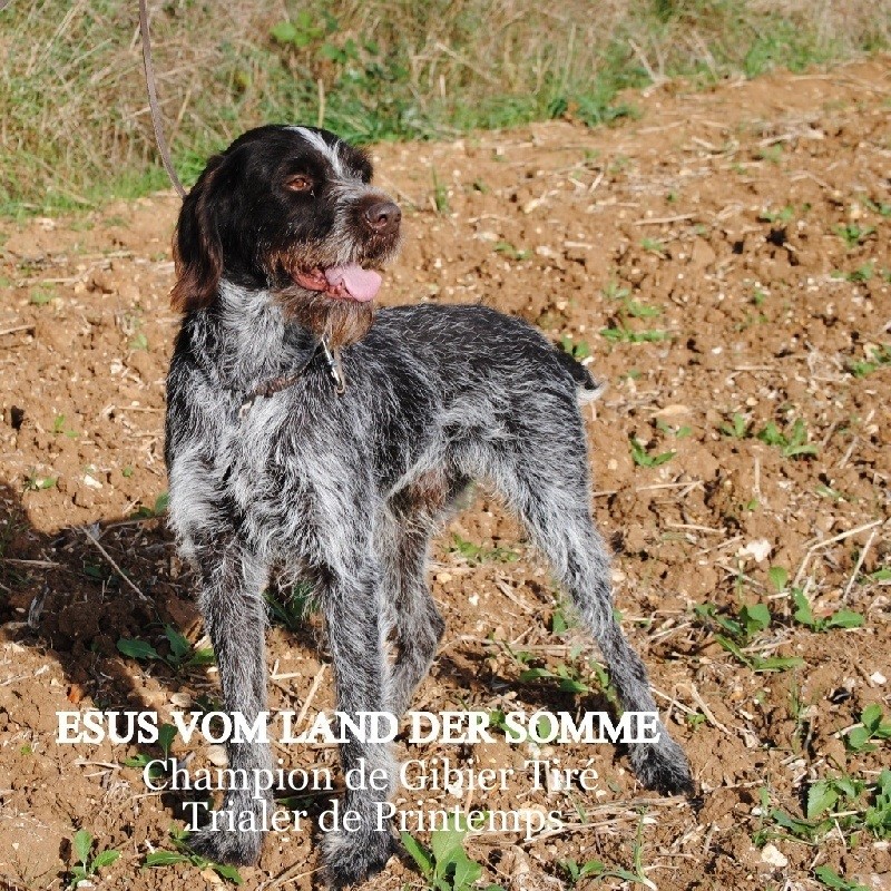 TR. CH. Esus vom land der somme