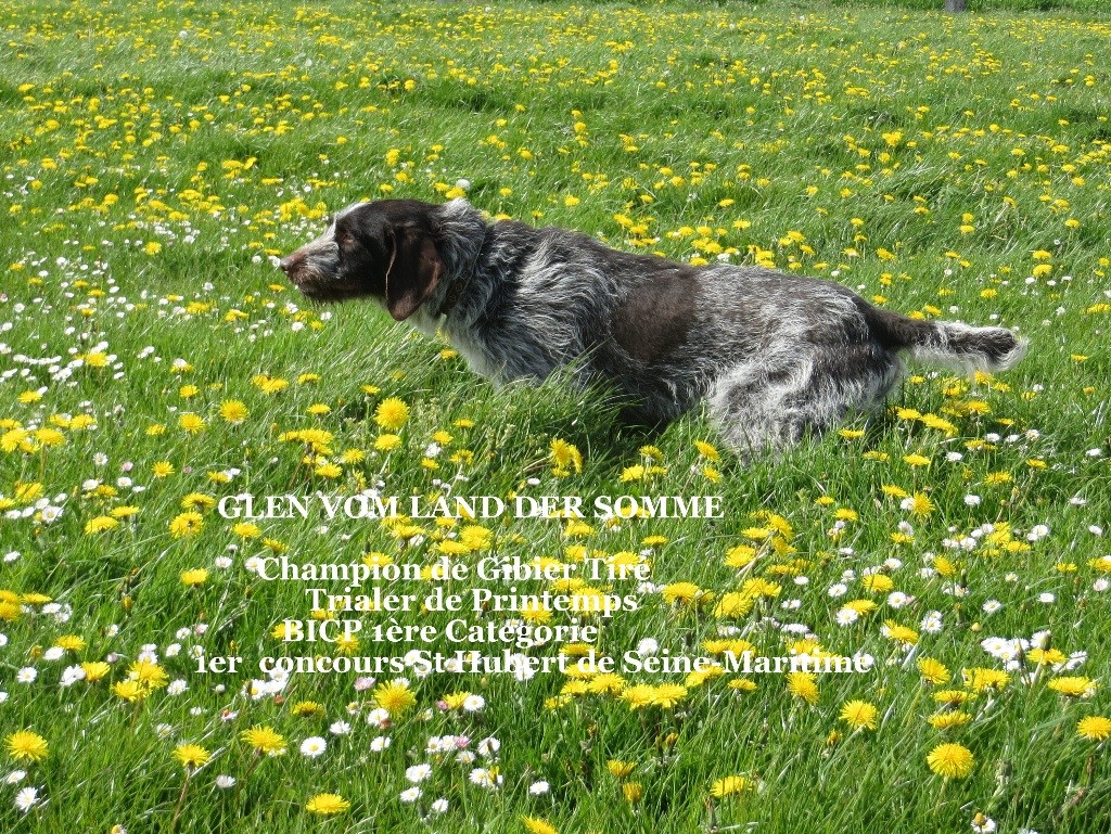 TR. CH. Glen vom land der somme