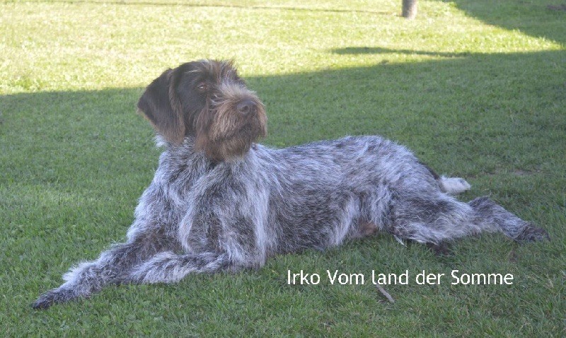 CH. Irko vom land der somme