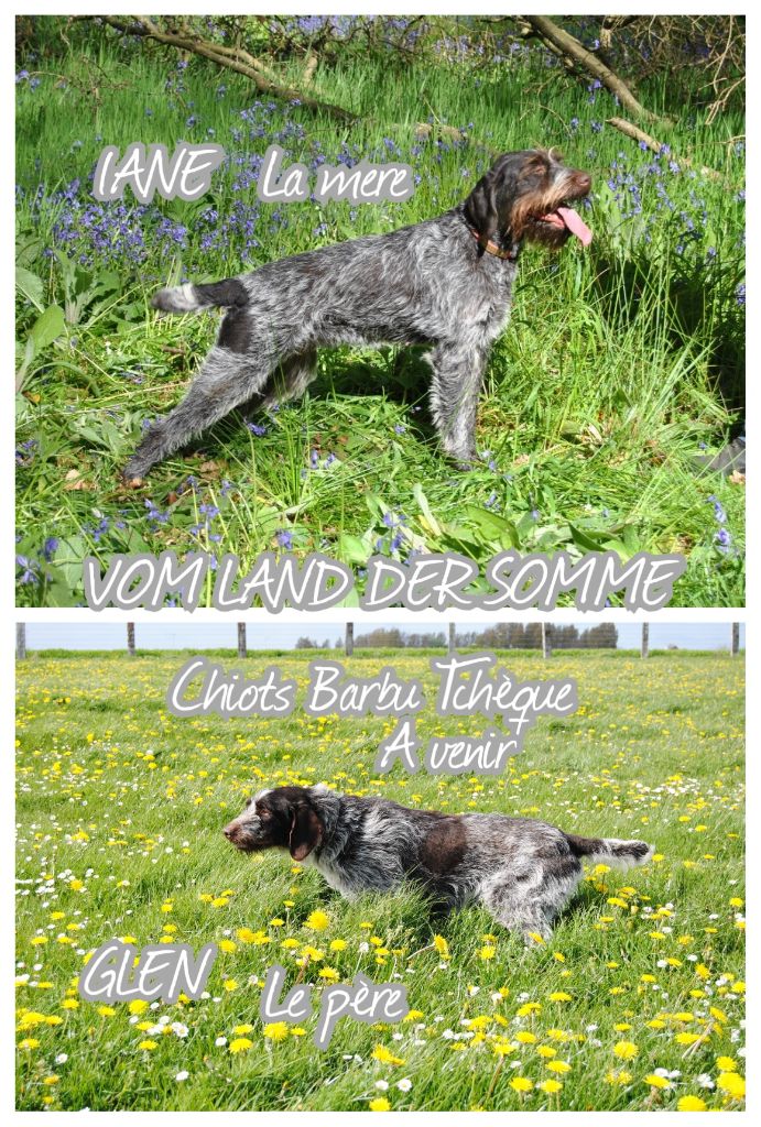 vom land der somme - Chiots Barbu Tchèque