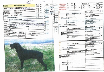 vom land der somme - Alopécie sur les pedigrees tchèques