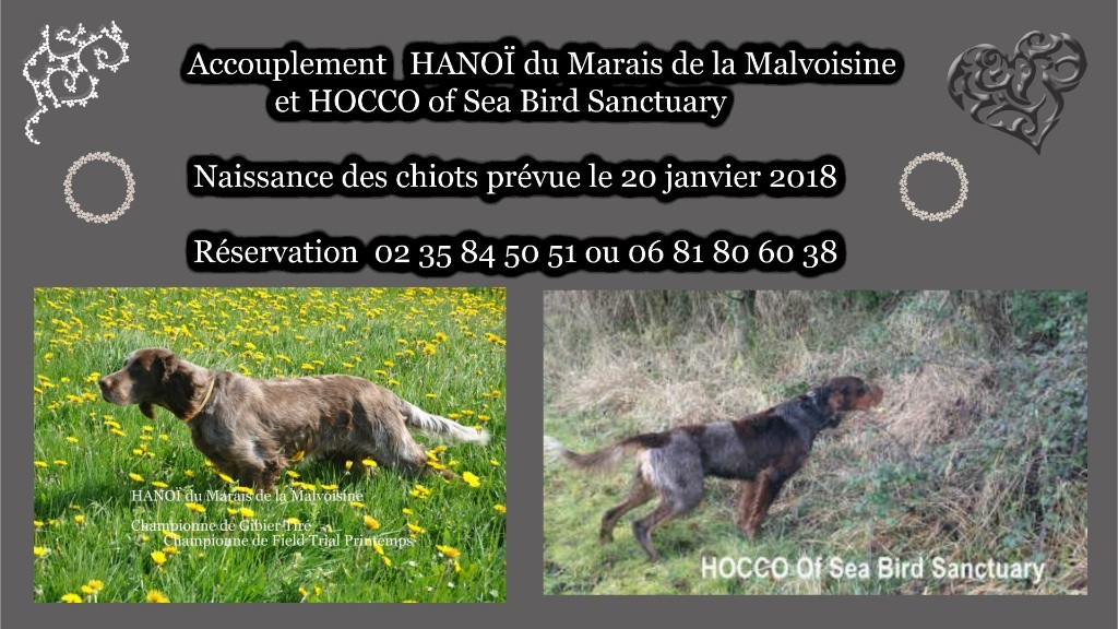 vom land der somme - Accouplement HANOÏ et HOCCO Epagneuls Picards