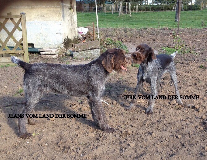 vom land der somme - Tous les chiots sont vendus