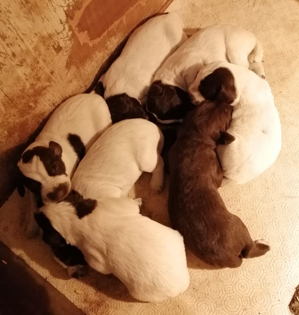 vom land der somme - chiots Barbu Tchèque