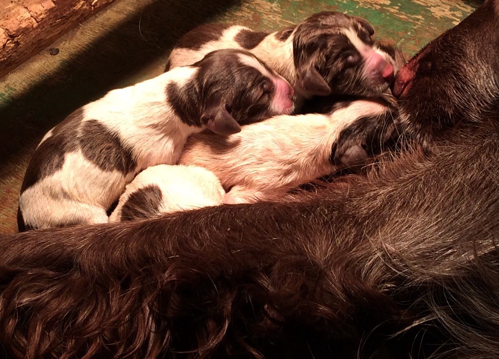 vom land der somme - Naissance chiots Epagneul Picard