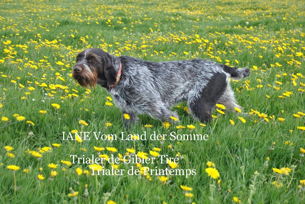 vom land der somme - Field Trial de Printemps