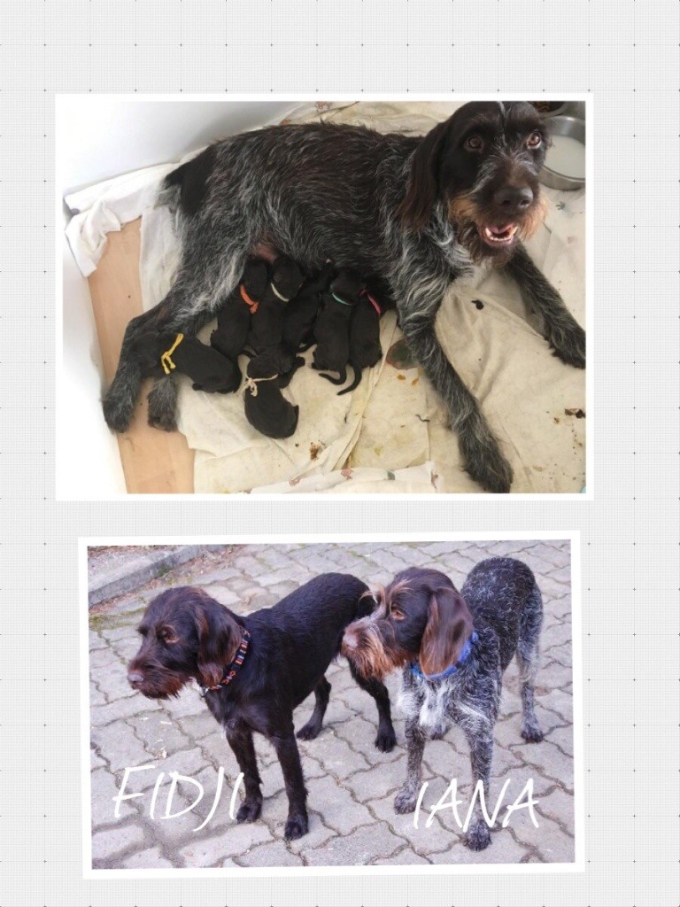 vom land der somme - chiots Barbu Tchèque dans le Doubs