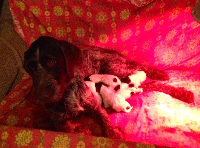 vom land der somme - NAISSANCE CHIOTS BARBU TCHEQUE