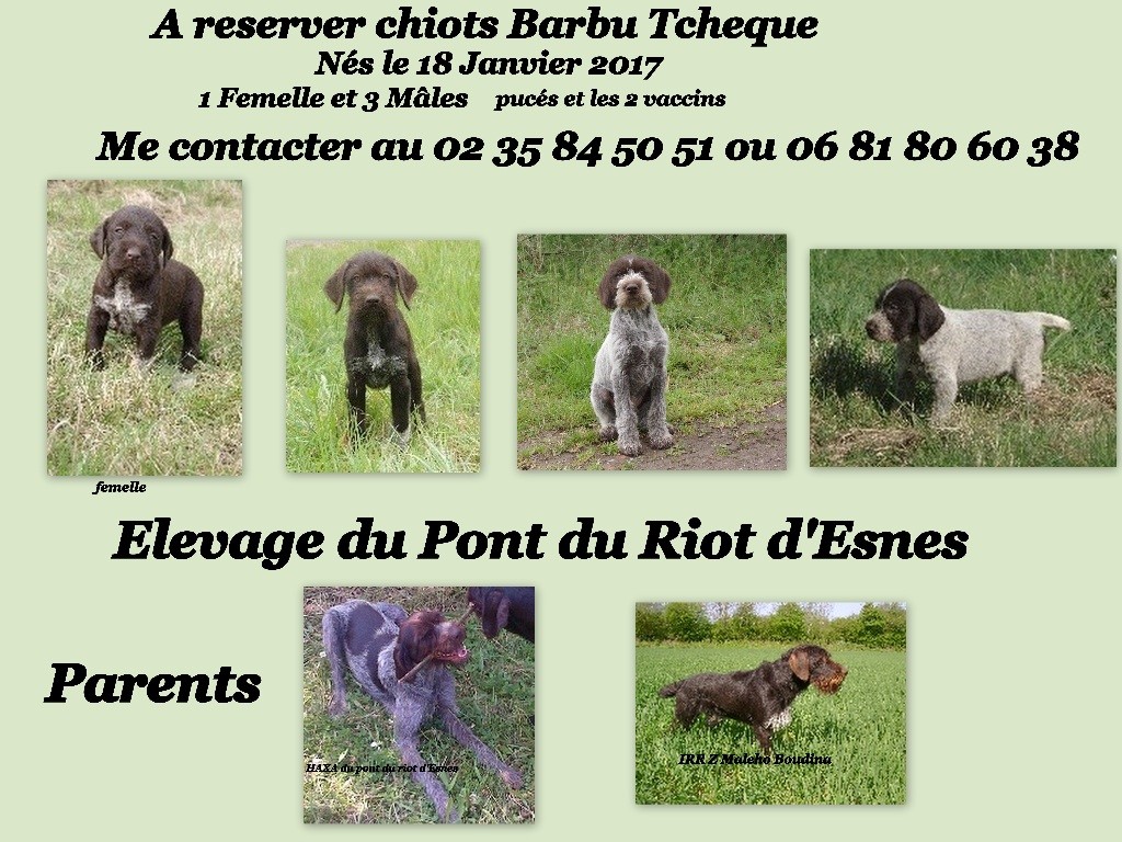 vom land der somme - chiots Barbu Tchèque