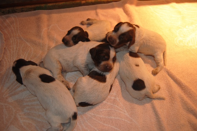 vom land der somme - Chiots Epagneul Picard