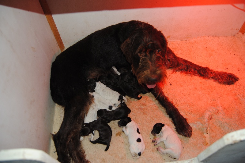 les chiots de F'HERA et ESUS 2012