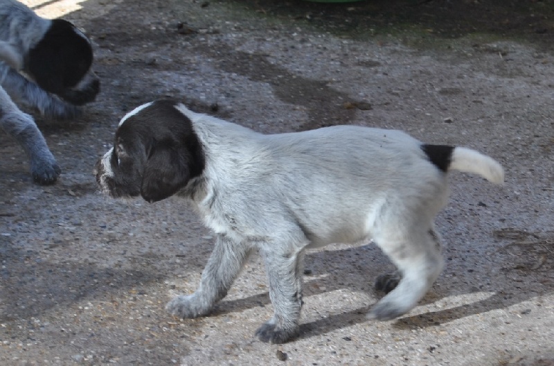 chiots EP'S et ESUS nés le 9 mars 2016