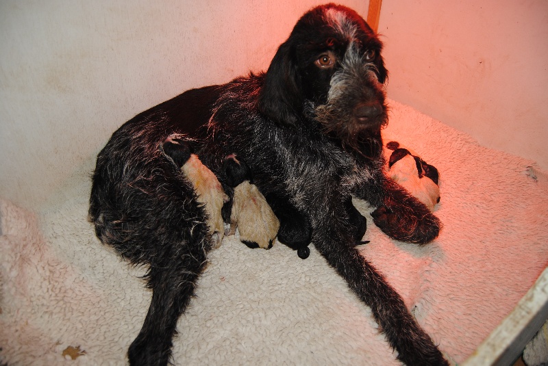 Chiots de ELCHE et IRR 28/8/2013