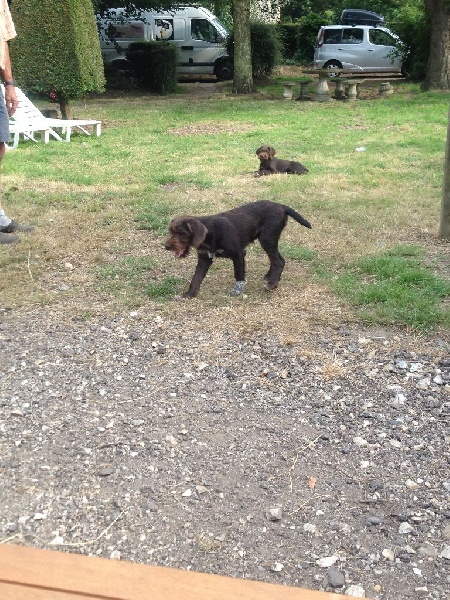 Chiots de F'HERA entraînement sur la plume