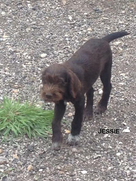 chiots Barbu Tchèque en vacances à Penly