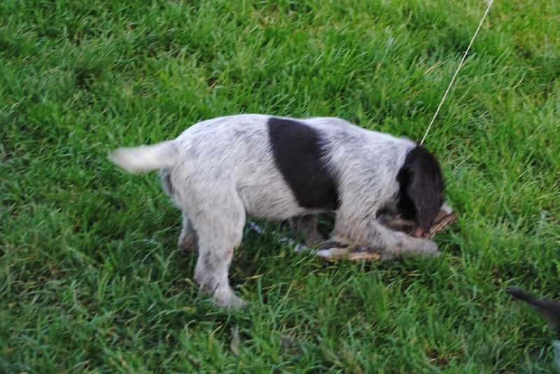 Entraînement sur la plume à 2 mois chiots de ELCHE