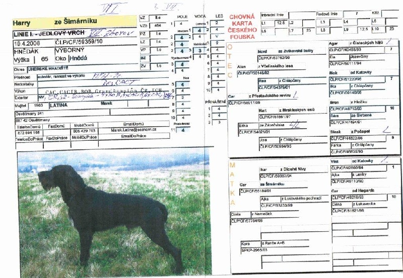 Exemple de Pedigree tchèque notifiant l'alopécie