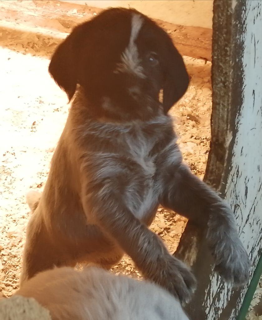 Chiots de Paola et Irko nés le 18 mars 2022