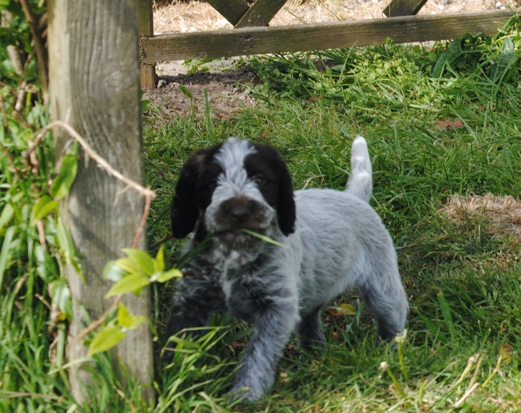 chiots de Paola et Irko Vom land der Somme