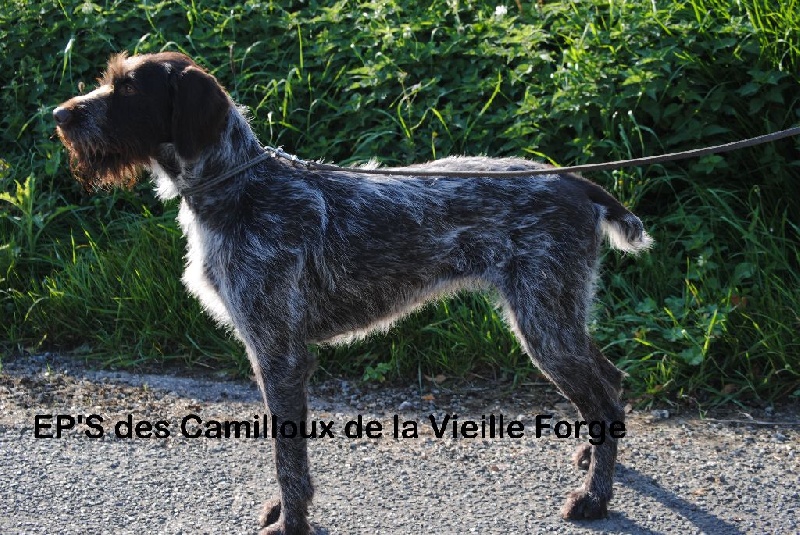 EP'S des Camilloux de la Vieille Forge