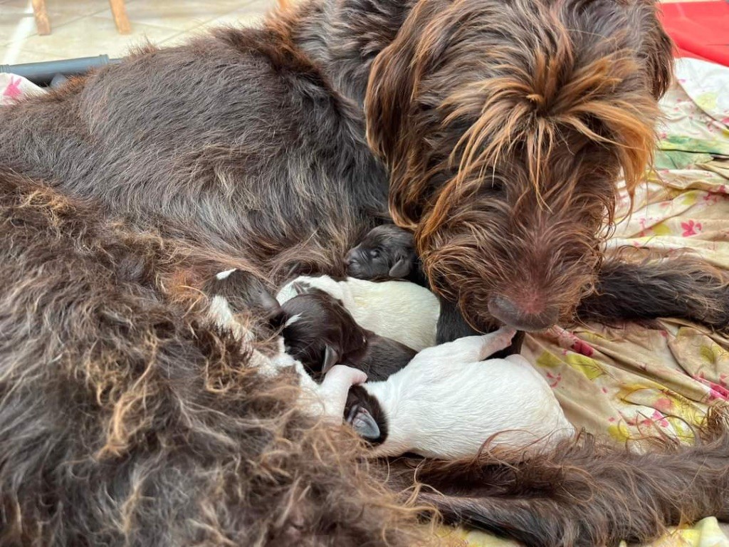 Chiot Barbu tchèque vom land der somme